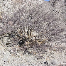 Baja (California)