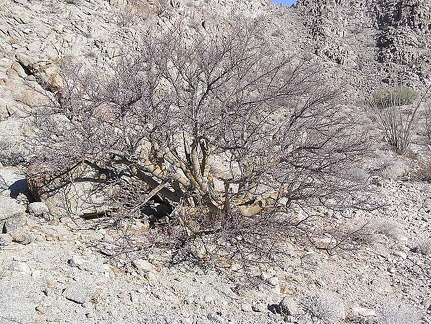 Baja (California)