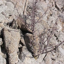 Baja (California)