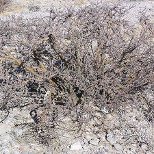 Baja (California)