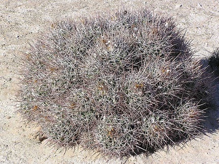 Baja (California)