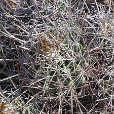 Baja (California)
