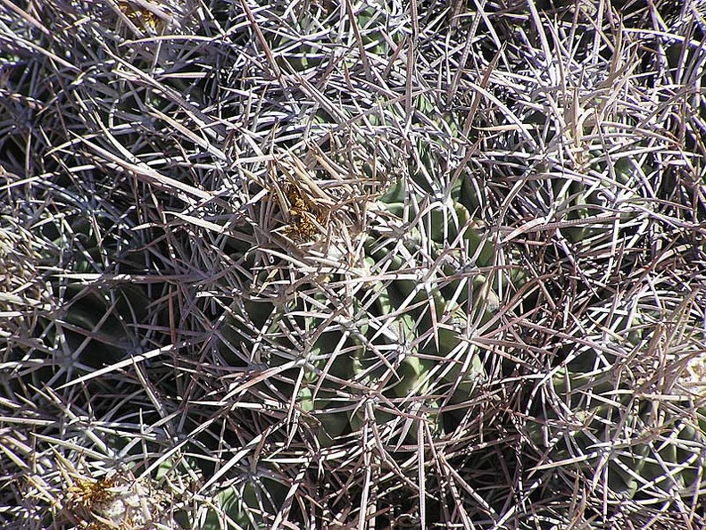 Baja (California)