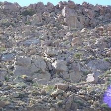 Baja (California)