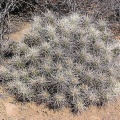 Baja (California)