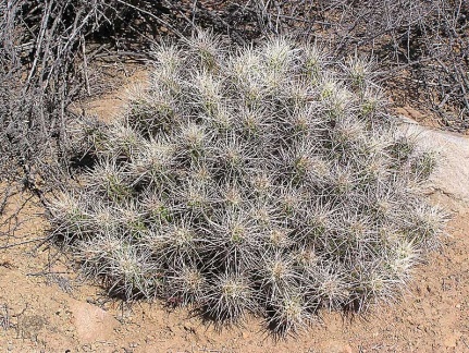 Baja (California)