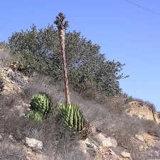 Baja (California)