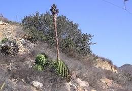 Baja (California)