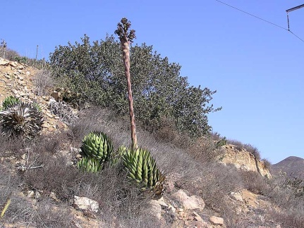 Baja (California)