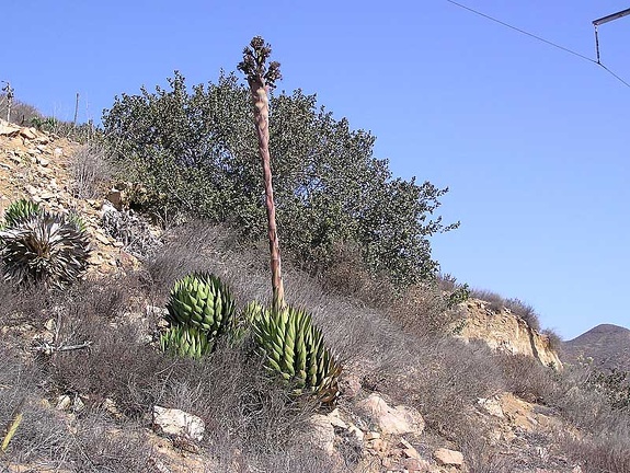 Baja (California)