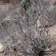 Baja (California)