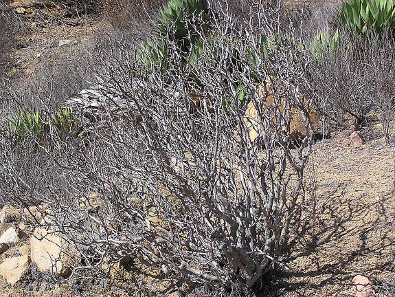 Baja (California)