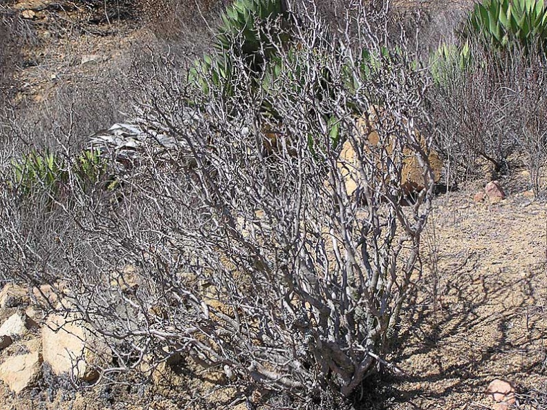 Baja (California) (1844 відвідувань) Фото Стивена Брэка (Steven Brack, Belen, New Mexico)
Baja (California)