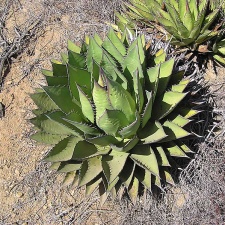 Baja (California)