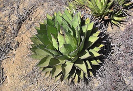 Baja (California)