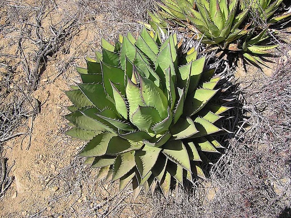 Baja (California)