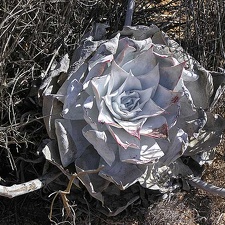 Baja (California)