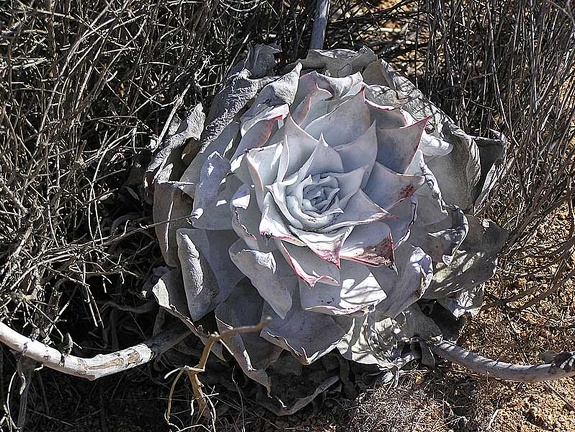 Baja (California)