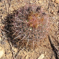 Baja (California)