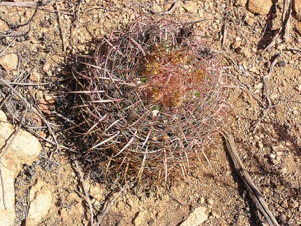 Baja (California)