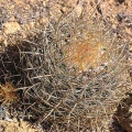Baja (California)
