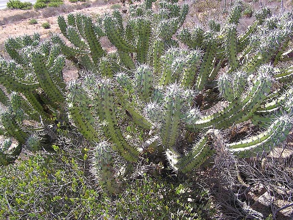 Baja (California)