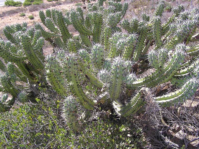 Baja (California)