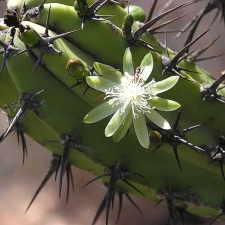 Baja (California)