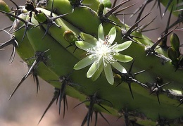 Baja (California)