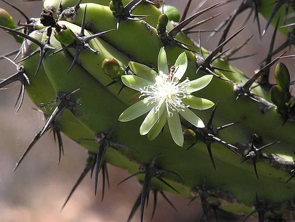 Baja (California) (1777 відвідувань) Фото Стивена Брэка (Steven Brack, Belen, New Mexico)
Baja (California)