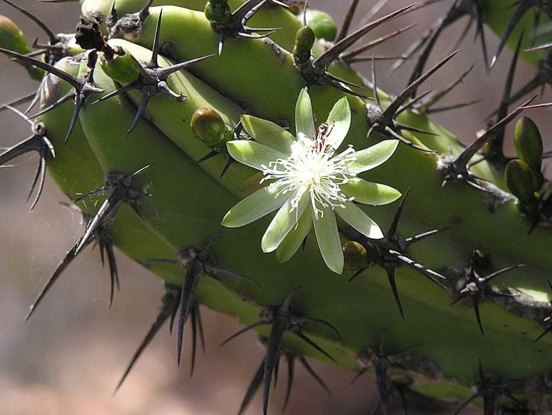 Baja (California)