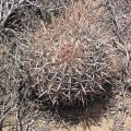 Baja (California)