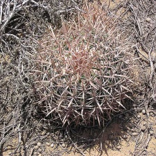 Baja (California)