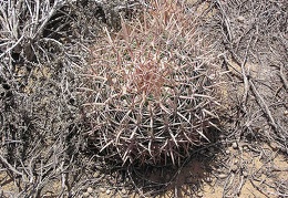 Baja (California)