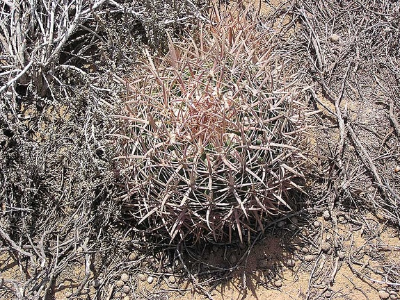 Baja (California)