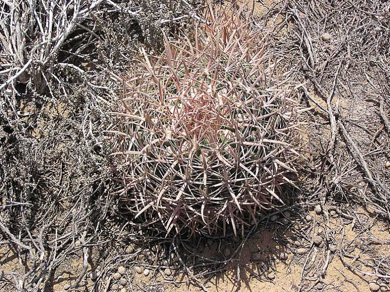 Baja (California)