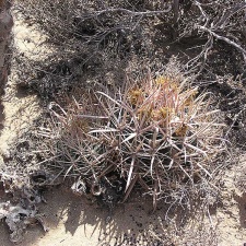 Baja (California) (1854 відвідувань) Фото Стивена Брэка (Steven Brack, Belen, New Mexico)
Baja (California)