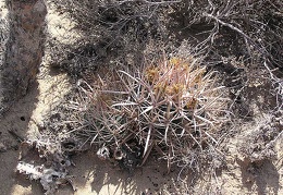 Baja (California)