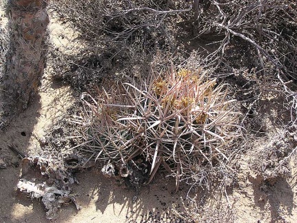 Baja (California)