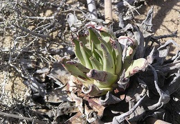 Baja (California) 2005