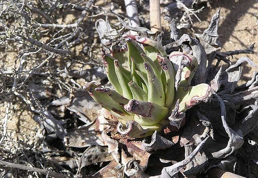 Baja (California)