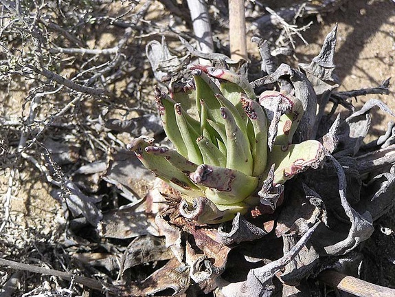 Baja (California)
