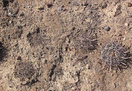 Baja (California)