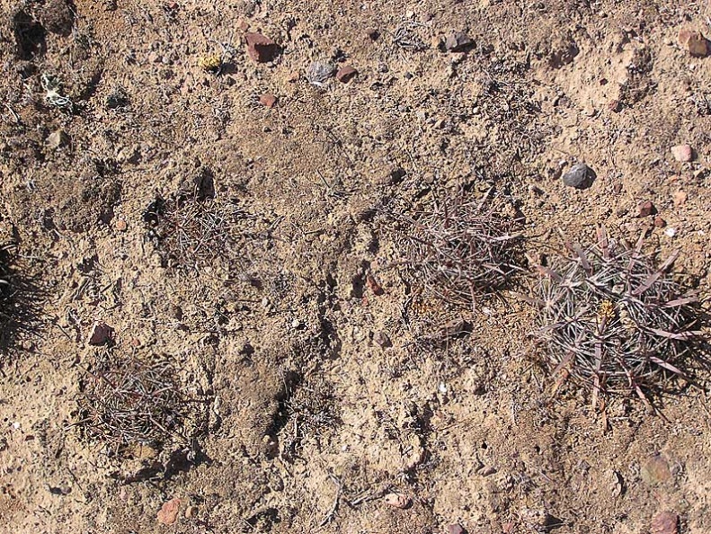 Baja (California)