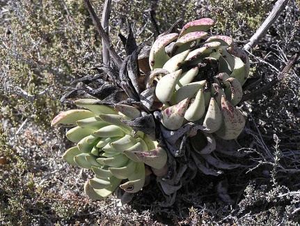 Baja (California)
