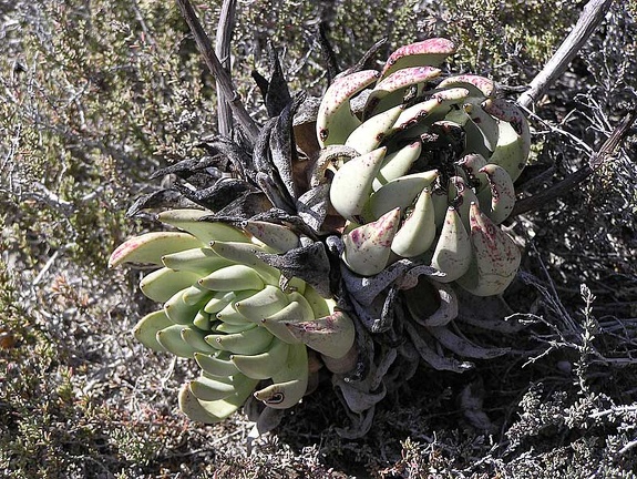 Baja (California)