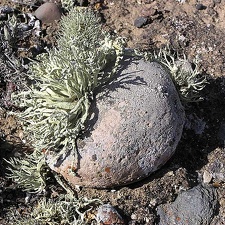Baja (California)