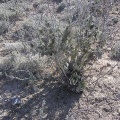 Baja (California) (1773 відвідувань) Фото Стивена Брэка (Steven Brack, Belen, New Mexico)
Baja (California)