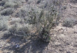 Baja (California)