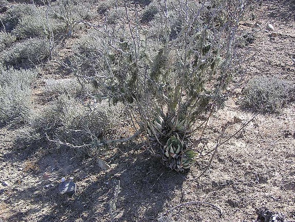 Baja (California)